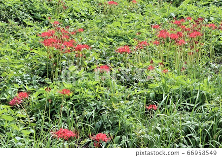 A cluster amaryllis waking up to the morning sun in the village 66958549