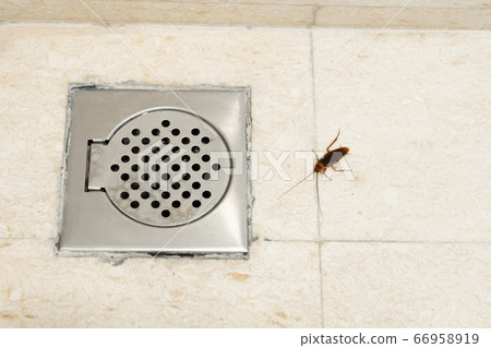 Cockroach in the bathroom near the drain hole. The 66958919