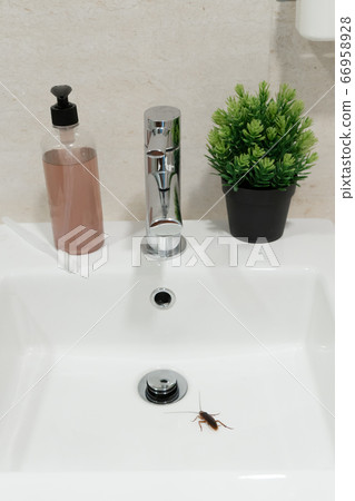 Cockroach in the bathroom on the sink. The problem 66958928