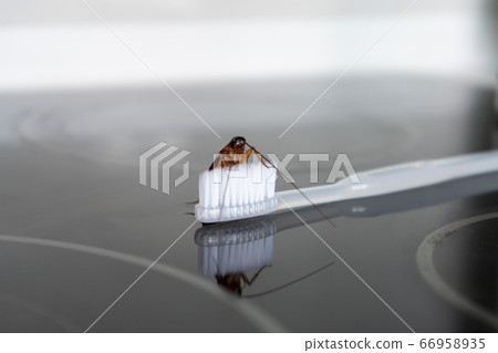 Cockroach on a toothbrush. Lack of hygiene. 66958935
