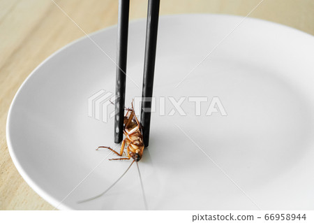 Holds a cockroach with Chinese chopsticks. Insects 66958944