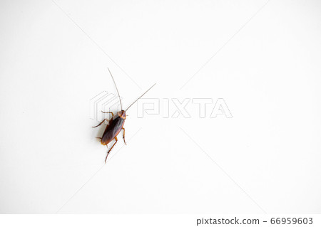 Cockroach on a white kitchen table close up 66959603