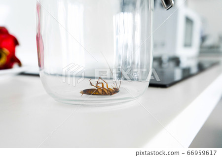 Cockroach in a glass jar in the kitchen Cockroach in a glass jar in the kitchen 66959617