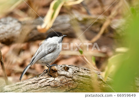 Willow tit 66959649