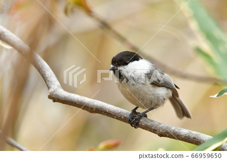 Willow tit 66959650