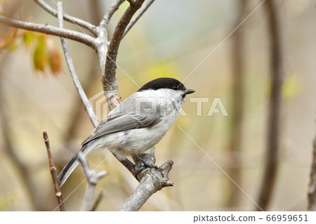Willow tit 66959651