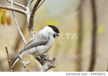 Willow tit 66959652