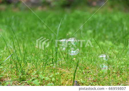Soap bubbles blooming in the field 66959807