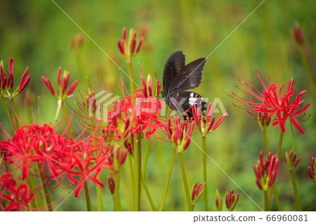 Red swallowtail dances with Manju Sasa 66960081
