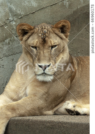 The lion, the king of beasts, has a fearless face. The lion, the king of beasts, has a fearless face. 66960178