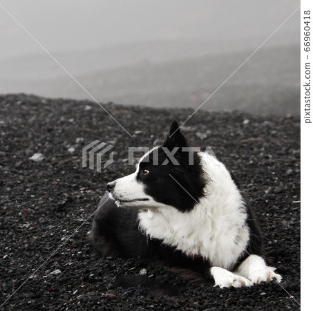 Border Collie on Mt. Fuji Border Collie on Mt. Fuji 66960418