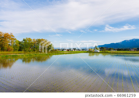 Paddy fields after planting in the evening sun [Azumino in early summer] 66961259