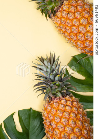 Bromeliad tropical leaves penglai banana background turtle leaf pineapple background パ イ ナ ッ プ ル Bromeliad tropical leaves penglai banana background turtle leaf pineapple background パ イ ナ ッ プ ル 66961492