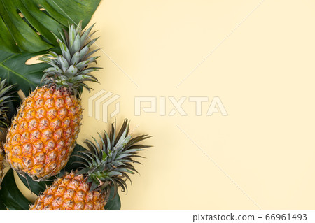 鳳梨 熱帶 葉子 蓬萊蕉 背景 龜背葉 pineapple background パイナップル 66961493