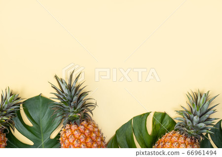 Bromeliad tropical leaves penglai banana background turtle leaf pineapple background パ イ ナ ッ プ ル Bromeliad tropical leaves penglai banana background turtle leaf pineapple background パ イ ナ ッ プ ル 66961494