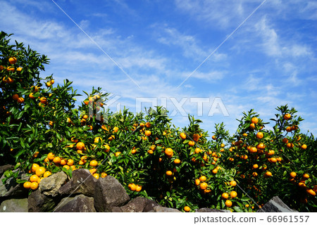 Jeju tangerines Jeju tangerines 66961557