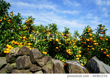 Jeju tangerines Jeju tangerines 66961558