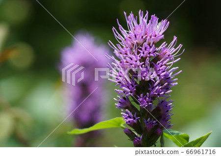 June Chofu 244 Liatris/Asteraceae/Yuria Thistle/Keio Angers June Chofu 244 Liatris/Asteraceae/Yuria Thistle/Keio Angers 66961716