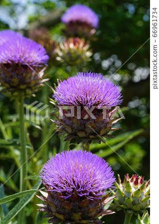 June Chofu 227 Artichoke, Asteraceae (Korean sage), Keio Angers June Chofu 227 Artichoke, Asteraceae (Korean sage), Keio Angers 66961734