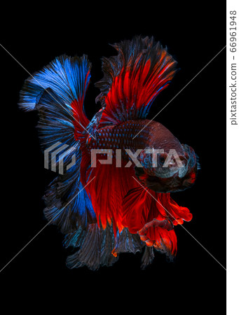 Betta fish red hellboy in the aquarium black blac Betta fish red hellboy in the aquarium black blac 66961948