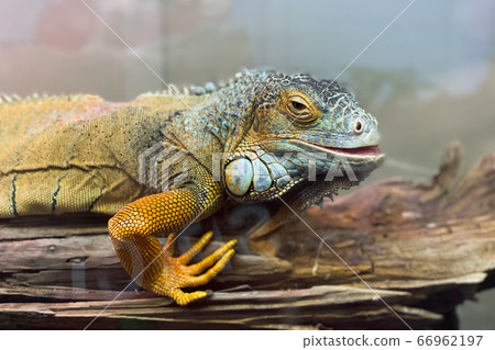 Beautiful yellow iguana sits on a branch and looks Beautiful yellow iguana sits on a branch and looks 66962197