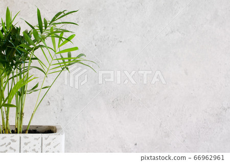 Potted plant Chamaedorea elegans near gray concrete wall. 66962961