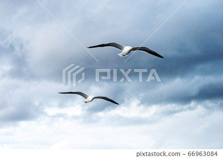 Seagull Lesser Black-backed Gull Larus fuscus two 66963084