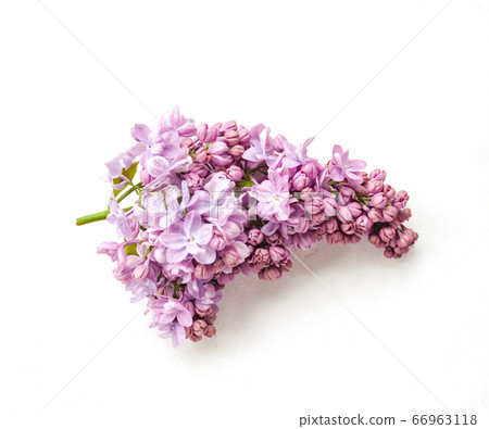 Pink lilac flower twig isolated on white 66963118