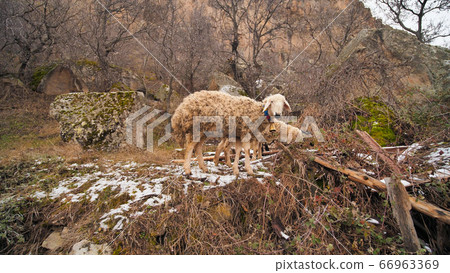 Sheep graze in Ihlara valley in Cappadocia, Turkey. 66963369