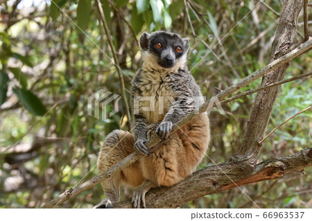 White Lemur (Remus Park, Madagascar) White Lemur (Remus Park, Madagascar) 66963537