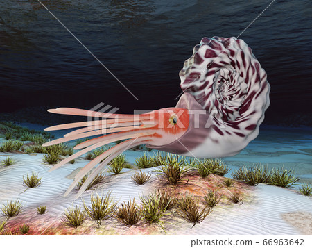 Oso Ammonoids Ammonite - Stock Illustration [66963642] - PIXTA