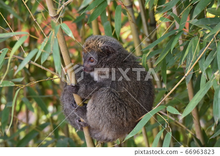 灰溫狐猴(馬達加斯加雷木斯公園) 灰溫狐猴(馬達加斯加雷木斯公園) 66963823