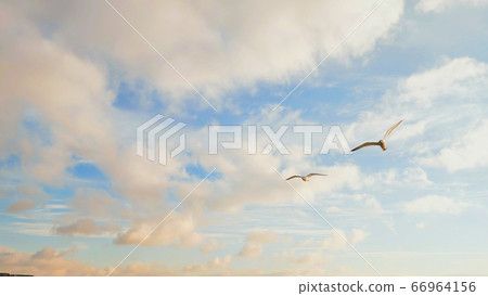 White seagulls against the evening sky of Istanbul. 66964156