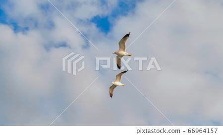 White seagulls against the evening sky of Istanbul. 66964157