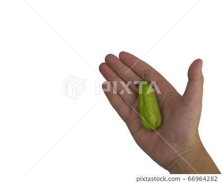 Ta-ling Pling in the boy's hand. clipping path. Ta-ling Pling in the boy's hand. clipping path. 66964282