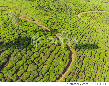 Aerial view of tea plantations near the city of Munar. India. 66964311