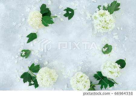Floral frame made of white hydrangea on gray background. Flat lay, Top view Floral frame made of white hydrangea on gray background. Flat lay, Top view 66964338