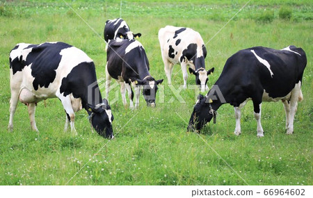 大農場的風景 大農場的風景 66964602