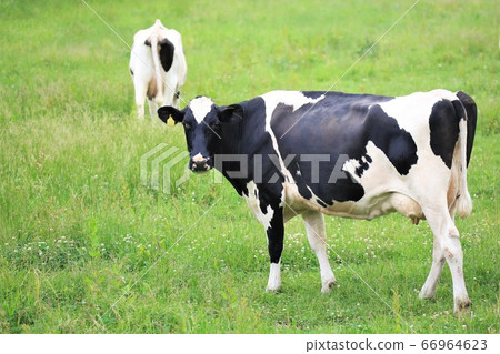 A landscape of a ranch 66964623
