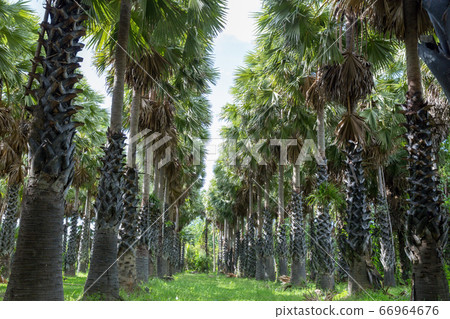 Perspective view of palm tree plantation Perspective view of palm tree plantation 66964676