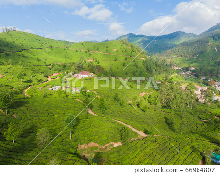 Aerial view of tea plantations near the city of Munar. India. 66964807