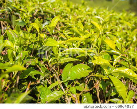 Tea leaves on a plantation near the city of Munar. India. 66964857