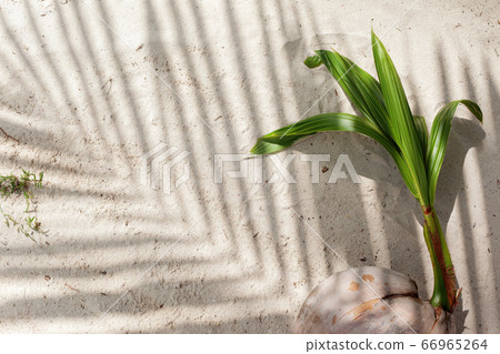 shadow from palm tree branch shadow from palm tree branch 66965264