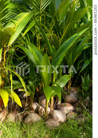 sprouted coconuts sprouted coconuts 66965265