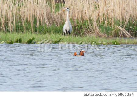 Osidori male 66965384