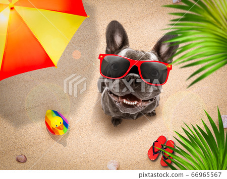 dog summer beach dog summer beach 66965567