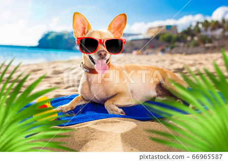 chihuahua summer dog 66965587