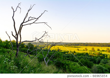 Driftwood against the backdrop of a beautiful natural landscape. Driftwood against the backdrop of a beautiful natural landscape. 66965854