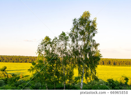 Birch trees on the background of fields under the midday sun Birch trees on the background of fields under the midday sun 66965858