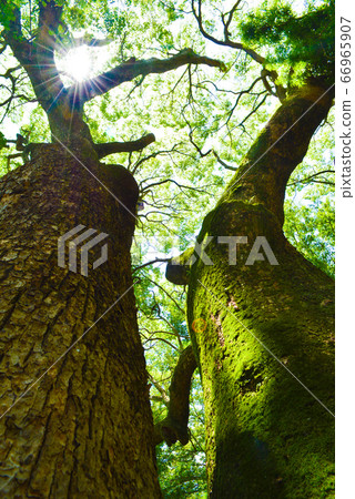 Kusunoki of the Izen Shrine 66965907